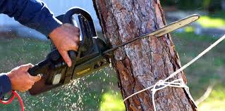 Best Tree Health Inspection  in Modesto, CA